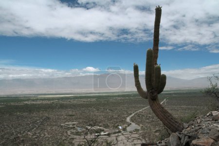 Photo for Flora. Giant desert cactus plants, Echionpsis atacamensis, in the desert and mountains - Royalty Free Image