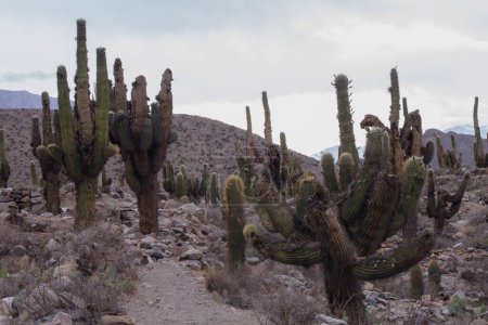 Téléchargez les photos : Flore. Cactus géant du désert, Echionpsis atacamensis, dans le désert et les montagnes - en image libre de droit