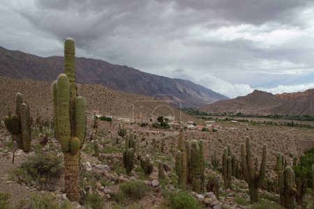Téléchargez les photos : Flore. Cactus géant du désert, Echionpsis atacamensis, dans le désert et les montagnes - en image libre de droit