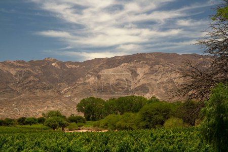 Photo for Rural scenic. Agriculture. Grapevines plantation. Panorama view of the vineyards in the mountains. - Royalty Free Image