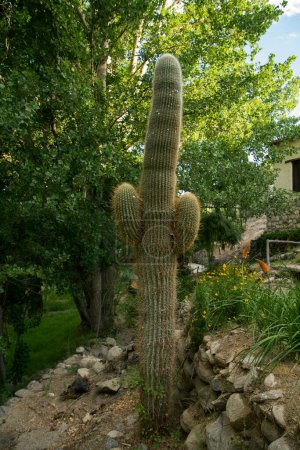 Photo for Flora. Closeup of a giant cactus, Echinopsis atacamensis, with many thorns, growing in the garden. - Royalty Free Image