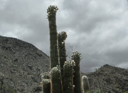Photo for Flora. Giant desert cactus plants, Echionpsis atacamensis, in the desert and mountains - Royalty Free Image