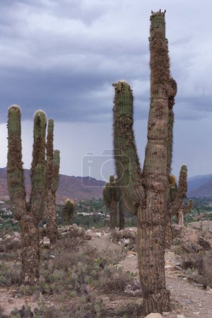 Photo for Archaeological site. Giant cactus, Echinopsis atacamensius, growing in the arid desert in the Pucara aboriginal fort ruins in the mountain in Tilcara, Jujuy, Argentina. - Royalty Free Image