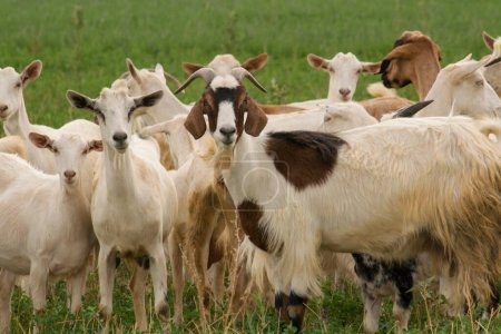 Foto de Paisaje rural. Manada de cabras en los pastizales. - Imagen libre de derechos
