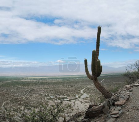 Photo for Arid desert landscape. View of a giant cactus, Echinopsis atacamensis, also known as Cardon, growing very high in the mountain. The aboriginal city ruins of the Quilmes in the background. - Royalty Free Image