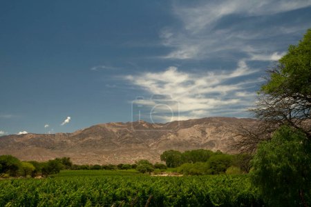 Photo for Rural scenery. Agriculture. Wine culture. Grapevines plantation. Panorama view of the vineyards in the mountains. - Royalty Free Image