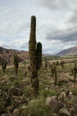 Photo for Desert flora and landscape. Giant cactus, Echinopsis atacamensis, in the mountain valley. - Royalty Free Image