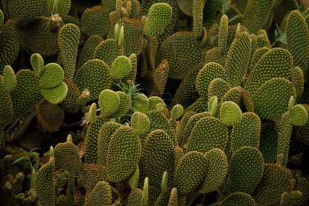 Photo for Nature texture. Desert flora. Yellow Opuntia microdasys or Angel Wings cactus closeup. Thorny leaves with beautiful texture. - Royalty Free Image