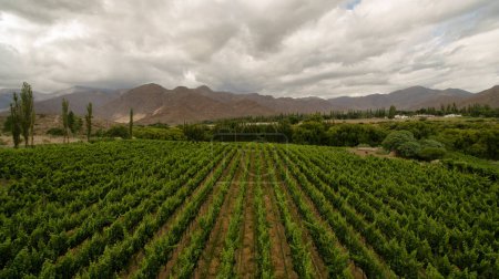 Foto de Agricultura. Vista aérea del verde viñedo alto en las montañas. Campos de plantación de vid. - Imagen libre de derechos