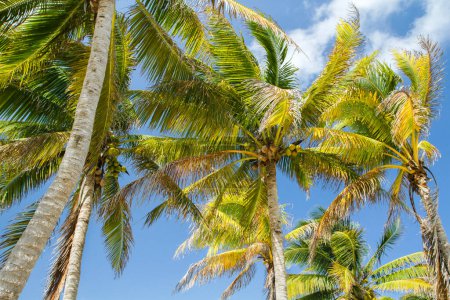 Photo for Flora. Tropical palm trees with beautiful green leaves and coconuts in  the beach. - Royalty Free Image