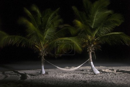 Photo for Night shot. The beach at night. Long exposure shot of two palm trees holding a Paraguayan hammock bouncing with the wind. The blurred hammock and palm leaves bouncing with the coast breeze. - Royalty Free Image