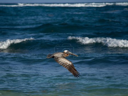 Téléchargez les photos : Faune des Caraïbes. Observation des oiseaux. Pélican brun, Pelecanus occidentalis, volant. L'océan bleu et les vagues de mer en arrière-plan. - en image libre de droit