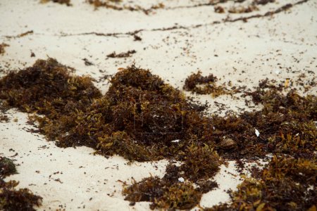 Téléchargez les photos : Flore tropicale. Des algues. Gros plan des algues Sargassum sur la plage de sable blanc. - en image libre de droit
