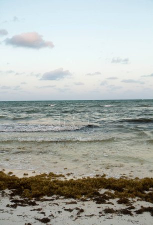 Téléchargez les photos : Photo verticale. Paysage marin. Le sable blanc, le gulfweed sargassum, l'océan bleu et les vagues de la mer avec une belle lumière du lever du soleil. - en image libre de droit