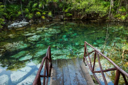 Photo for Tropical paradise. Wooden runway leading to an emerald color water cenote in the jungle. Beautiful flora foliage and texture. Transparent water pool with rocks in the bed. - Royalty Free Image