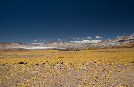 Téléchargez les photos : Paysage alpin haut dans la cordillère des Andes. Vue enchanteresse sur la prairie dorée et les montagnes des Andes en arrière-plan sous un ciel bleu profond. - en image libre de droit