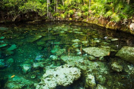 Photo for Tropical paradise. Natural texture. Emerald color water cenote in the jungle. Natural lagoon with transparent water and rocks in the bed, surrounded by the rainforest trees foliage. - Royalty Free Image