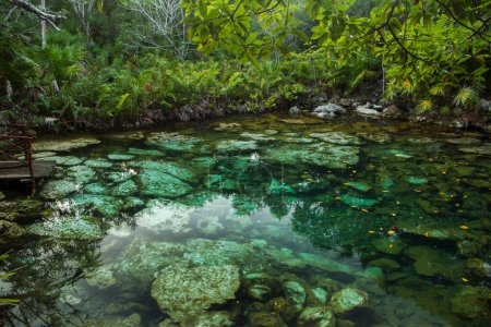 Foto de Paraíso tropical. Textura natural. Cenote de agua color esmeralda en la selva. Laguna natural con agua transparente y rocas en el lecho, rodeada por el follaje de los árboles de la selva tropical. - Imagen libre de derechos