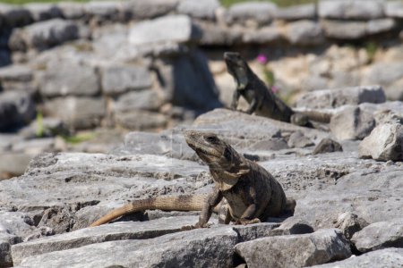 Téléchargez les photos : La faune. Iguanas dans les ruines de la civilisation maya rocheuse à Tulum, Mexique. - en image libre de droit