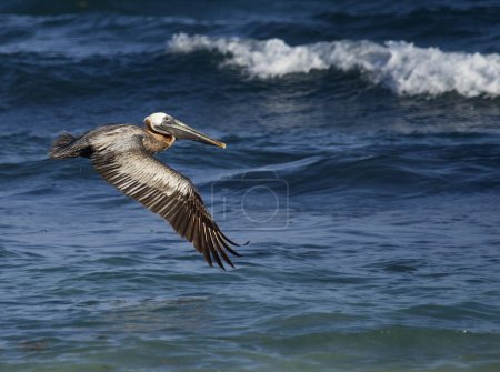 Téléchargez les photos : Faune des Caraïbes. Observation des oiseaux. Pélican brun, Pelecanus occidentalis, volant. L'océan bleu et les vagues de mer en arrière-plan. - en image libre de droit