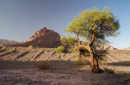 Téléchargez les photos : Le désert aride. vue d'un arbre solitaire poussant dans le paysage déserté. Les montagnes de sable et de grès au coucher du soleil. - en image libre de droit
