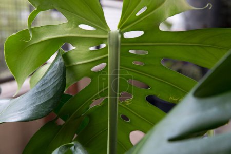 Photo for Selective focus on plant stem. Closeup view of Monstera deliciosa, also known as split leaf Philodendron stem and big, bright and green leaf underside white ornamental holes and nerves. - Royalty Free Image