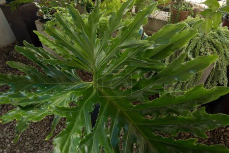 Foto de Textura de hojas grandes. Vista de cerca de un Philodendron bipinnatifidum, también conocido como Lacy Tree Philodendron, hoja verde grande con nervios. - Imagen libre de derechos