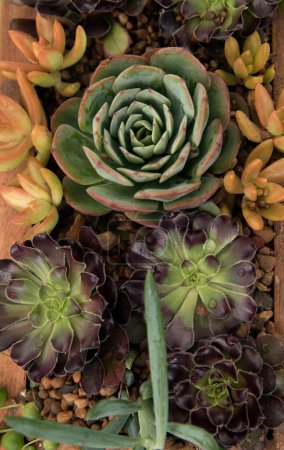 Photo for Ornamental succulent plants arrangement. Overhead view of different succulents, such as Echeveria, Sedum, Aeonium and Curio, growing in a wooden pot. Beautiful natural colors, texture and pattern. - Royalty Free Image