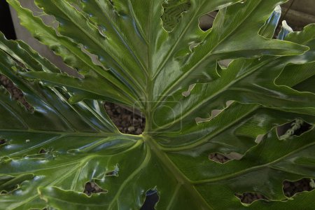 Große Blätter Textur. Nahaufnahme eines Philodendron bipinnatifidum, auch bekannt als Lacy Tree Philodendron, großes grünes Blatt mit Nerven.