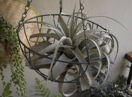 Landschaftsbau und Gartendekoration. Exotische Pflanzen. Nahaufnahme einer Tillandsia xerographica, auch als xerographische Luftpflanze bekannt, eingetopft in einem Metallbehälter, der vom Dach des Balkons hängt.