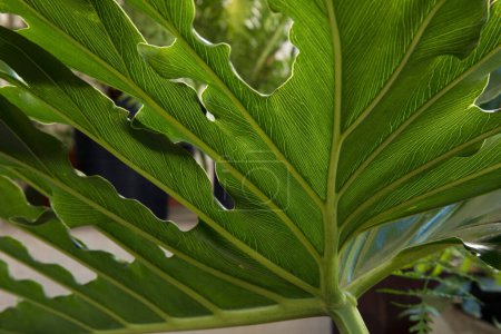 Téléchargez les photos : Texture des feuilles ornementales. Vue rapprochée d'un Philodendron bipinnatifidum, également connu sous le nom de Lacy Tree Philodendron, grande feuille verte sous la texture et les nerfs. - en image libre de droit