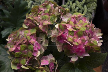 Photo for Floral texture and pattern. Exotic flowers. Closeup view of Hortensia Hydrangea macrophylla Magical, also known as big leaf Hydrangea, flowers of green and pink petals, spring blooming in the garden. - Royalty Free Image