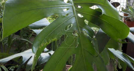 Téléchargez les photos : Focus sélectif sur de Monstera deliciosa, également connu sous le nom de feuille fendue Philodendron feuilles brillantes et vertes sous les trous ornementaux blancs et les nerfs. - en image libre de droit