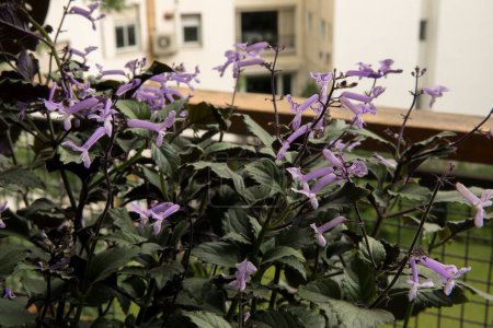 Foto de Jardín urbano. Vista de cerca de Plectranthus Mona Lavanda planta hojas verdes follaje y flores tubulares púrpura, floreciendo en el balcón. - Imagen libre de derechos