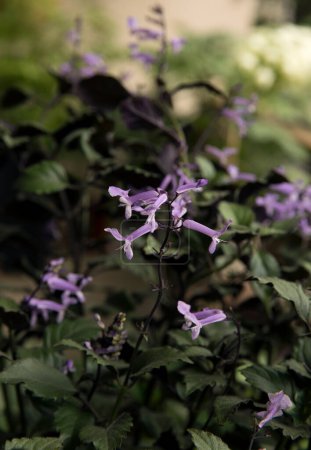Photo for Spring flowers. Closeup view of Plectranthus Mona Lavender plant green leaves and tubular flowers of purple and lilac petals, blooming in the garden. - Royalty Free Image
