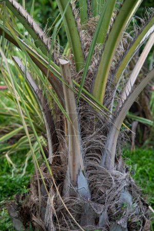 Foto de Flora Sudamericana. Vista de cerca de Butia capitata, también conocida como Jelly Palm, tronco fuerte y ramas, creciendo en el jardín. - Imagen libre de derechos