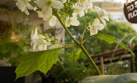 Foto de Floral. Vista de cerca de Hydrangea quercifolia, también conocida como hortensias de hoja de roble, vapor, hojas y flores de pétalos blancos, floración de primavera en el jardín. - Imagen libre de derechos