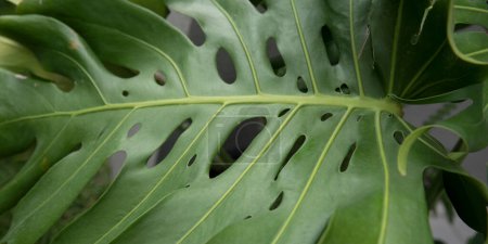 Photo for Leaf texture and pattern. Selective focus on a Monstera deliciosa, also known as split leaf Philodendron, large green leaves with ornamental holes. - Royalty Free Image
