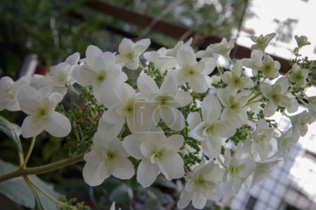Foto de Floral. Vista de cerca de Hydrangea quercifolia, también conocida como hortensias de hoja de roble, flores de pétalos blancos que florecen en el jardín. - Imagen libre de derechos