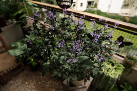 Téléchargez les photos : Plectranthus Mona Lavande plante poussant sur le balcon dans un pot. Belles feuilles vertes et fleurs tubulaires violettes. - en image libre de droit