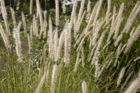 Ornamental grass. Closeup view of Pennisetum orientale, also known as Fountain grass, growing in the garden. Its beautiful foliage texture and color.