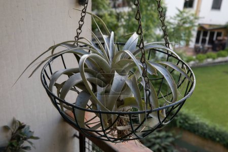 Photo for Landscaping and garden decoration. Exotic air plants. Closeup view of a Tillandsia xerographica, also known as xerographic air plant, potted in a metal container hanging from the roof in the balcony. - Royalty Free Image