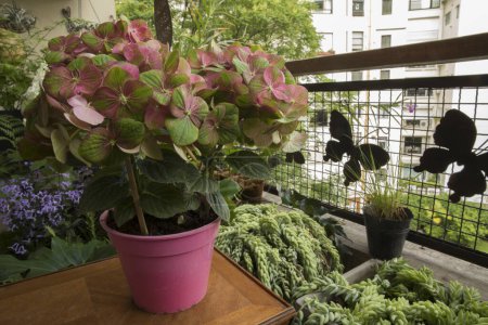 Foto de Diseño y decoración de jardines urbanos. Vista de Hydrangea macrophylla Hojas verdes mgicas y hermosos racimos de flores de hermosos pétalos verdes y rosados, creciendo en una maceta rosa en el balcón. - Imagen libre de derechos