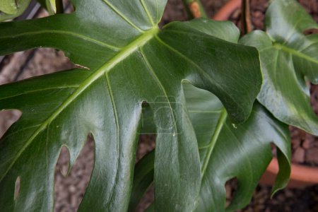 Photo for Selective focus on leaf texture. Closeup view of Monstera deliciosa, also known as split leaf Philodendron, large dark green leaves. - Royalty Free Image