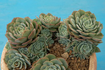 Photo for Exotic succulent plants. Overhead closeup of a Echeveria imbricata, also known as Blue Rose Echeveria growing in a flower pot with a light blue background. Its beautiful rosettes and green leaves. - Royalty Free Image