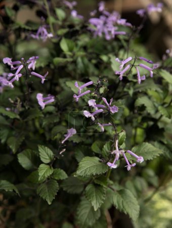Natural texture and pattern. Selective focus on a Plectranthus Mona Lavender plant green leaves foliage and purple tubular flowers, blooming in the urban garden.