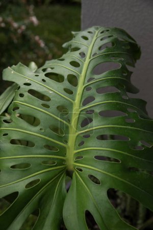 Photo for Selective focus on a large ornamental leaf with holes. Closeup view of Monstera deliciosa, also known as split leaf Philodendron, green leaves. - Royalty Free Image