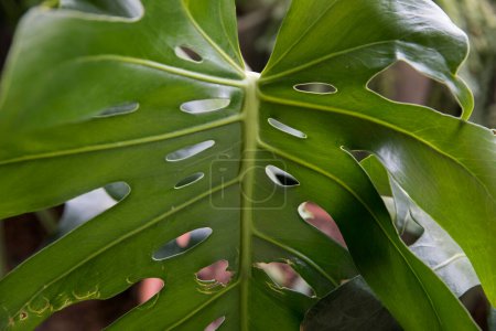 Photo for Natural texture and pattern. Closeup view of Monstera deliciosa, also known as split leaf Philodendron stem and big, bright and green leaf underside white ornamental holes and nerves. - Royalty Free Image