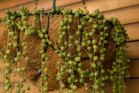Photo for Exotic succulent plants. Closeup view of a Curio rowleyanus, also known as String of Pearls growing in a hanging flower pot. Its beautiful ball shaped green leaves falling from the container. - Royalty Free Image
