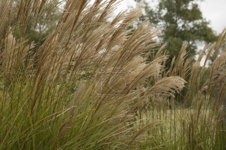 Miscanthus sinensis Gracillimus, also known as Chinese silver grass, brown flowers blooming in the field.